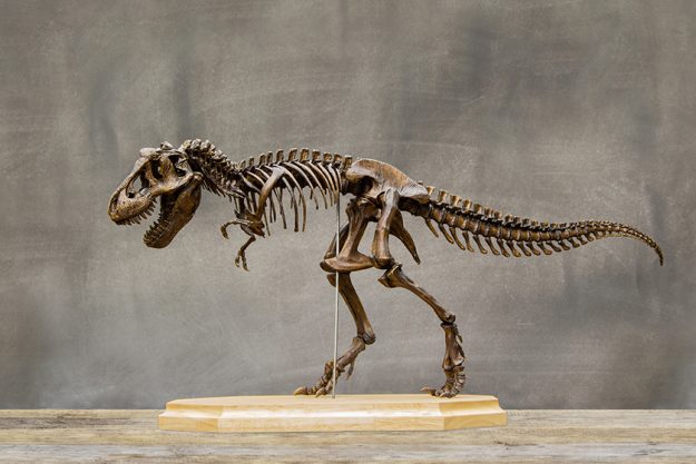 Fossil skeleton of Dinosaur king Tyrannosaurus Rex ( t-rex ) on wooden base