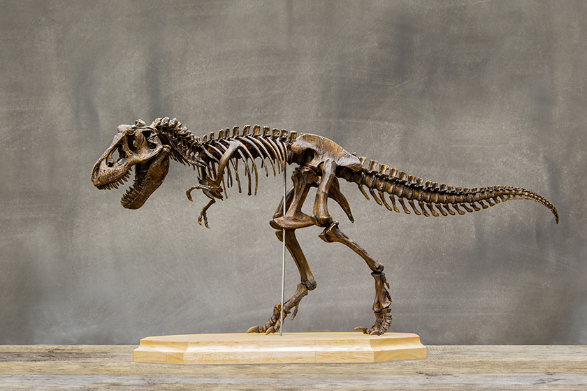 Fossil skeleton of Dinosaur king Tyrannosaurus Rex ( t-rex ) on wooden base