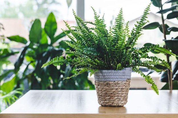 Indoor Plants That Are Good For Seniors’ Health Indoor Plants That Are Good For Seniors' Health