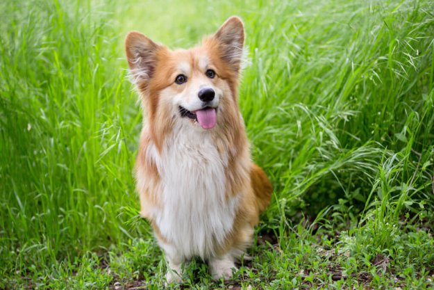 corgi fluffy portrait