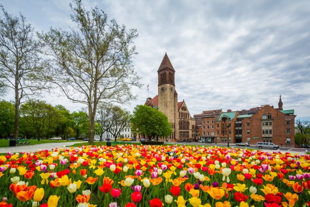 Tulips and City Hall, in Albany, New York. Tulips and City Hall, in Albany, New York.