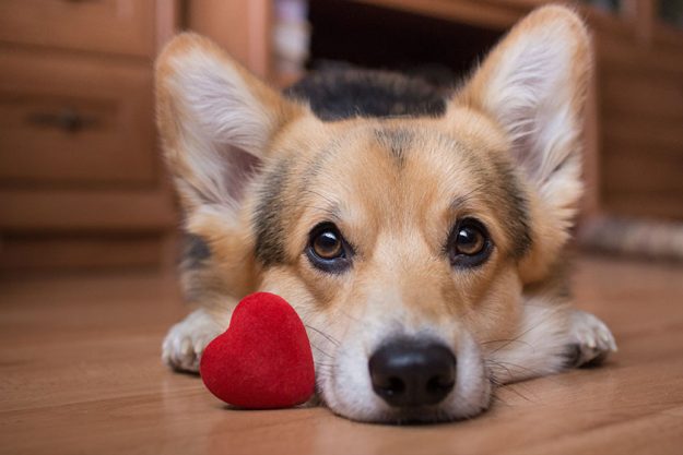 A dog with a red heart. Valentine’s Day. A dog with a red heart. Valentine's Day.
