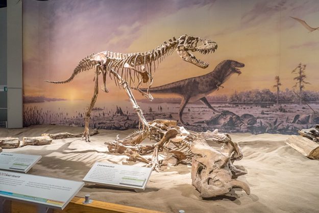 Dinosaur fossil exhibit at the V Royal Tyrrell Museum Dinosaur fossil exhibit at the V Royal Tyrrell Museum