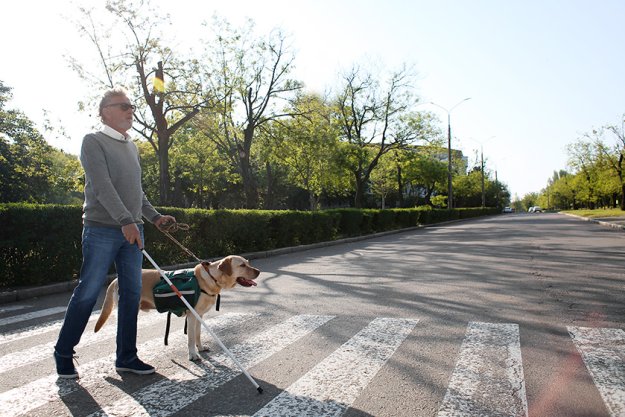 Blind senior man with guide dog crossing road in city