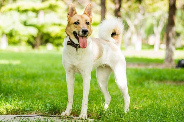 Dog standing in the park on green grass with a stick under paws Dog standing in the park on green grass with a stick under paws