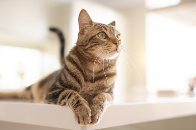 Beautiful short hair cat lying on white table at home Beautiful short hair cat lying on white table at home