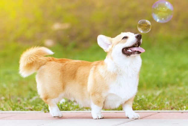 Why You Should Choose Pet Friendly Assisted Living In La Porte, IN Why You Should Choose Pet Friendly Assisted Living In La Porte, IN