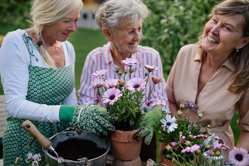 Happy senior women friends planting flowers together Happy senior women friends planting flowers together
