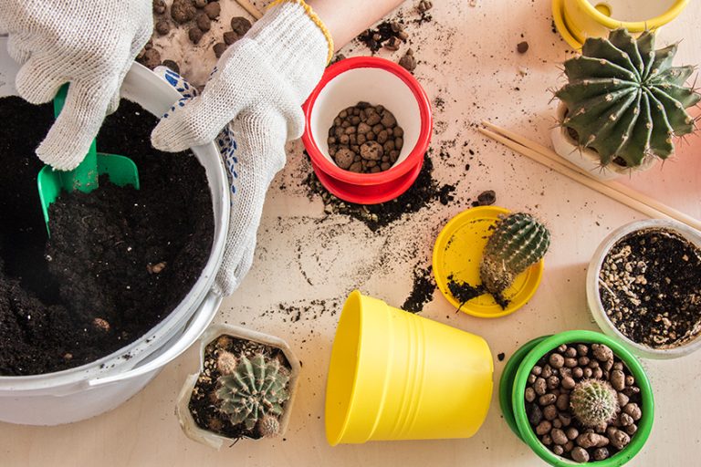 Cactus in a pot on top of the form Cactus in a pot on top of the form