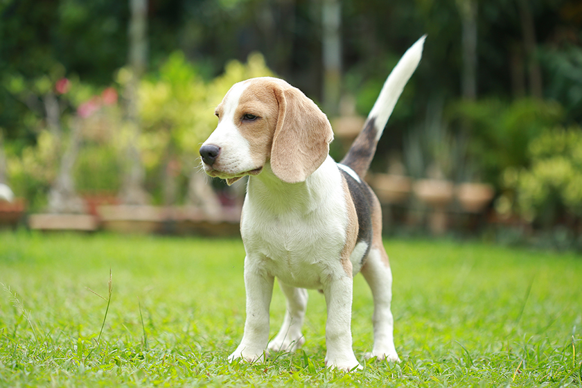 Strong male silver tri color beagle dog Strong male silver tri color beagle dog