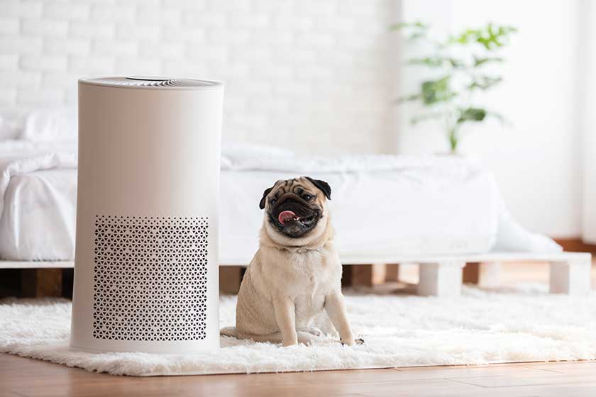 dog-pug-breed-air-purifier-cozy-white-bed-room-filter dog-pug-breed-air-purifier-cozy-white-bed-room-filter