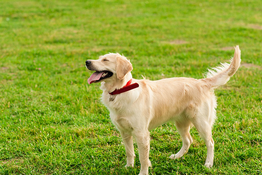 Golden Retriever looking at his owner in summer