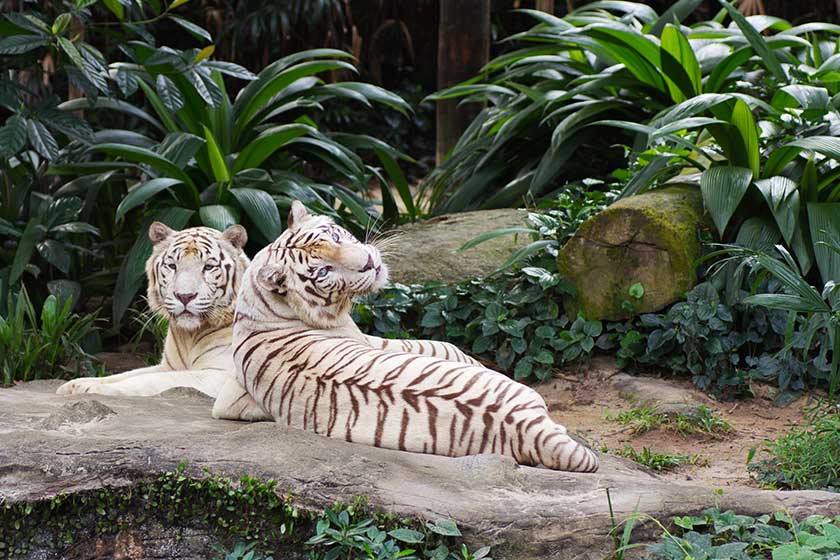 White tigers White tigers