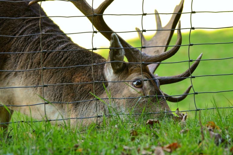 hirsch-fallow-deer-antler