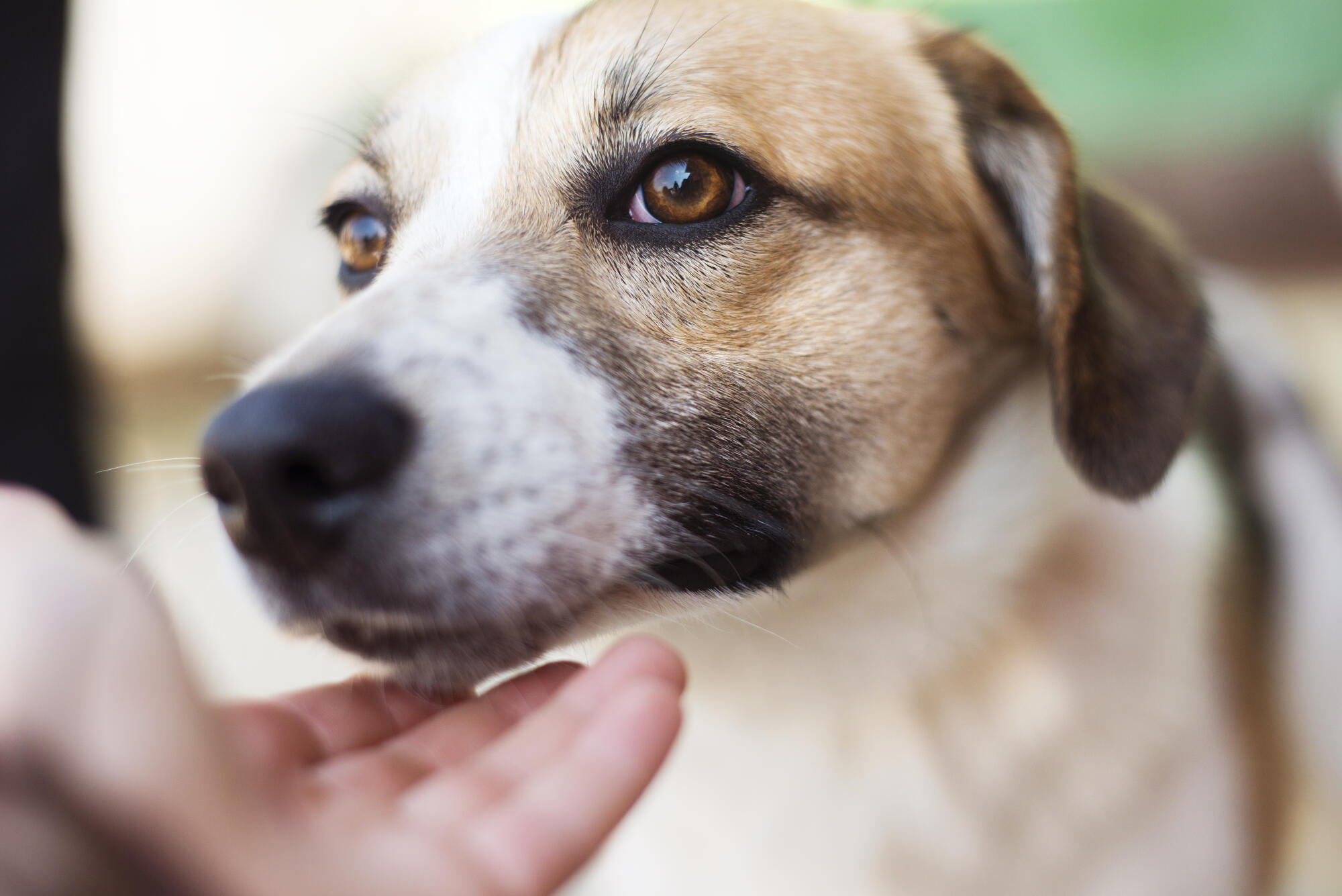 Female,Hand,Patting,Smiling,Brown,Dog,Head