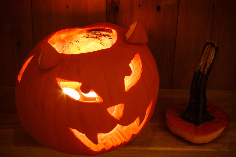 Creative pumpkin for Halloween in shape of cat muzzle